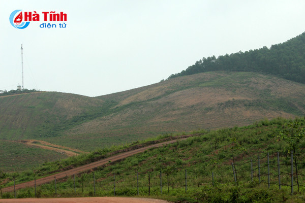 Dự án chăn nuôi bò Bình Hà: "Vắng như chùa bà Đanh"! ảnh 6 Dự án chăn nuôi bò Bình Hà: “Vắng như chùa bà Đanh”!