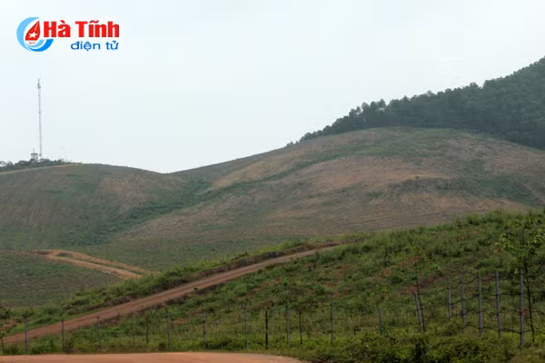 Dự án chăn nuôi bò Bình Hà: “Vắng như chùa bà Đanh”!