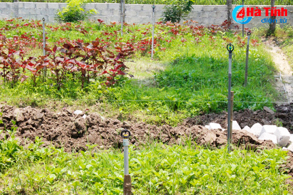 kham pha khu vuon mau dat giai a cua can bo tu phap thach tan