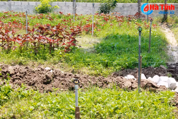 kham pha khu vuon mau dat giai a cua can bo tu phap thach tan