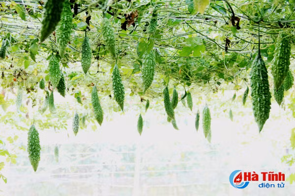 nhung vuon muop dang hai bac cua nong dan cam xuyen