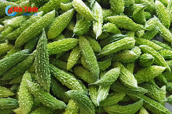 nhung vuon muop dang hai bac cua nong dan cam xuyen