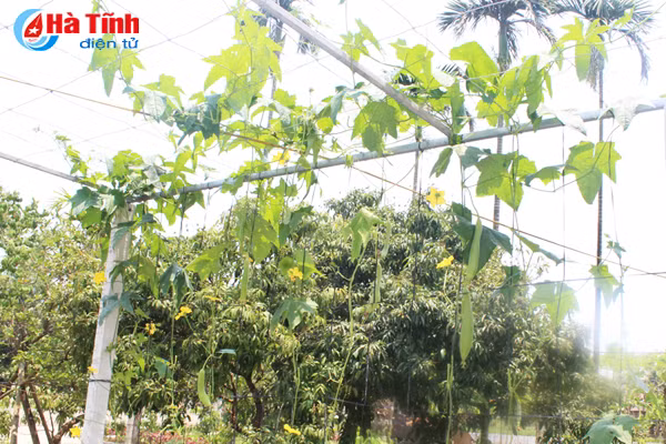 kham pha khu vuon mau dat giai a cua can bo tu phap thach tan