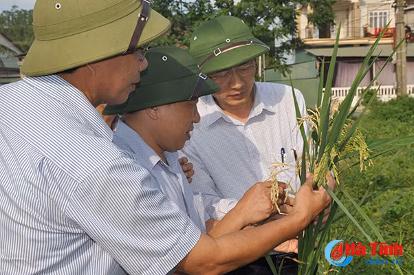 khong xu ly kip thoi benh dao on se nhanh chong lan rong