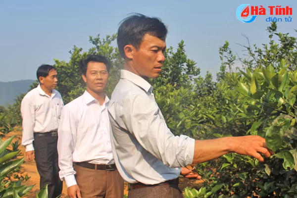 vuon mau cho thu nhap gan 600 trieu dong