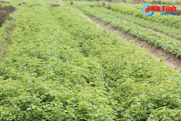 ngac nhien voi lang rau toa huong o ha tinh