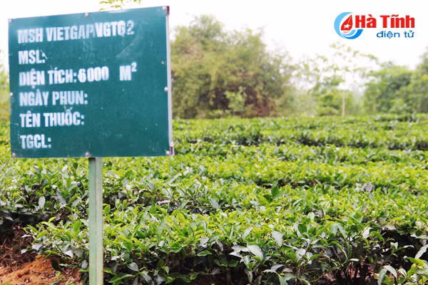 vua che lon nhat ky anh vao mua thu hai