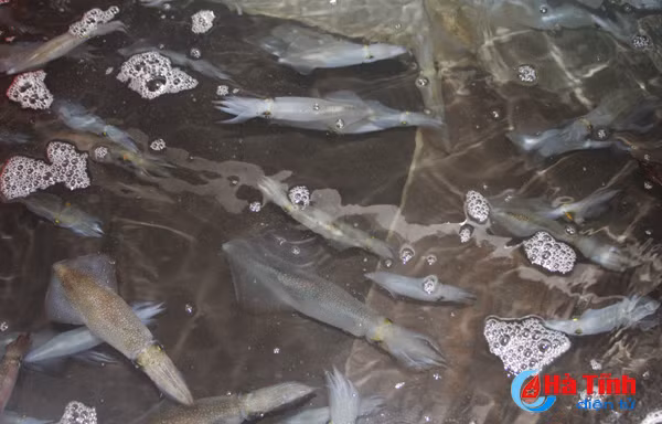 photo thoi tiet khong thuan khach van nuom nuop den thien cam