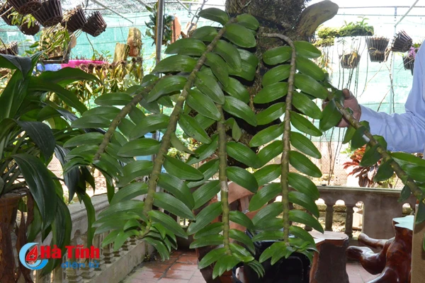 ban tay thay giao ti man danh thuc nhung mam lan