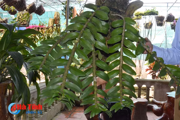 ban tay thay giao ti man danh thuc nhung mam lan