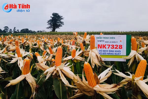 giong ngo sinh khoi vo doi nang suat