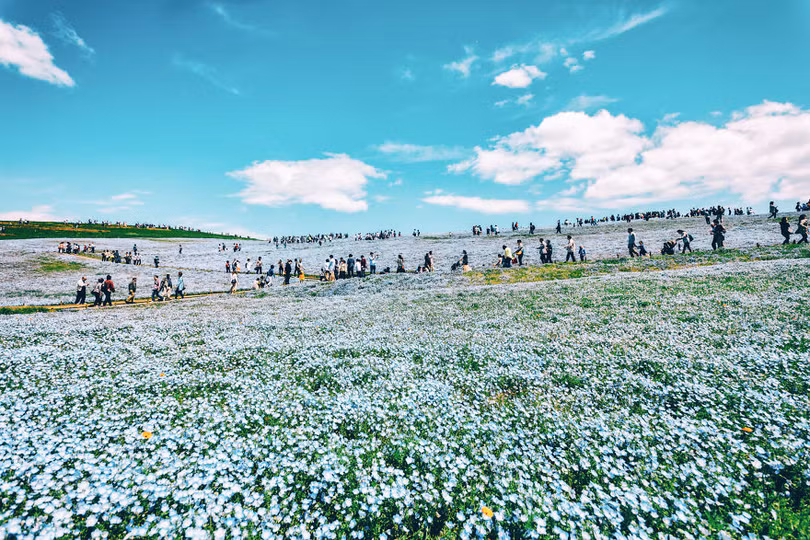 bien hoa mau thien thanh tuyet dep trong cong vien o nhat ban