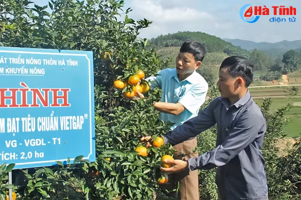 dien tich trong cam phat trien nong bai 2 tiem an nhieu rui ro nguy co vo tran