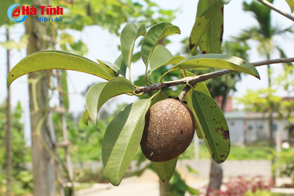 kham pha khu vuon mau dat giai a cua can bo tu phap thach tan