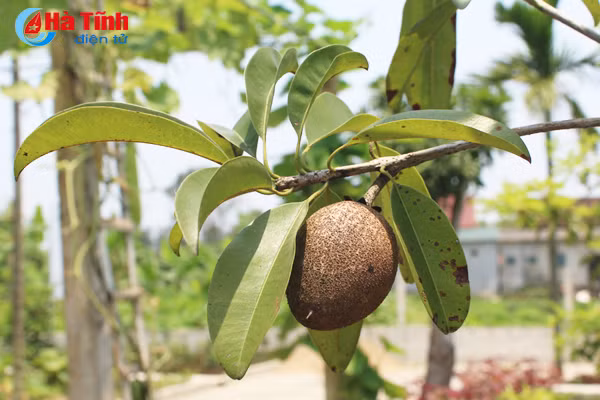 kham pha khu vuon mau dat giai a cua can bo tu phap thach tan