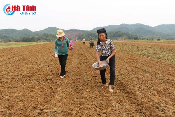 vu he thu 2018 ha tinh tang hon 1 600 ha cay trong can