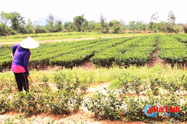 vua che lon nhat ky anh vao mua thu hai