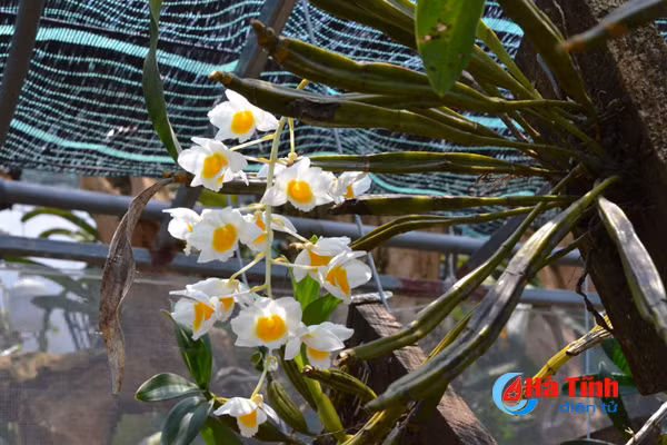 ban tay thay giao ti man danh thuc nhung mam lan