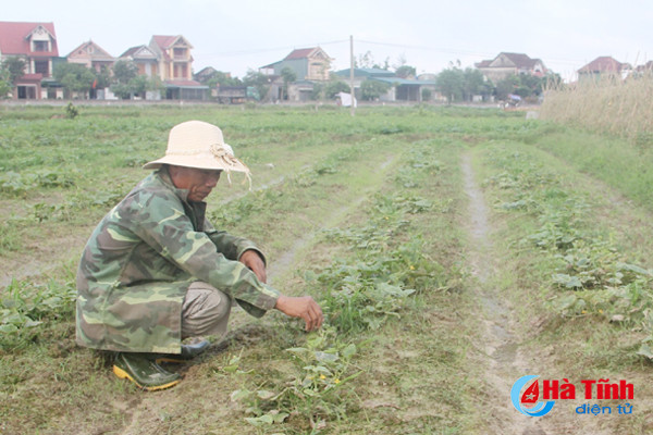 dua hau chet hang loat nong dan thach luu dung ngoi khong yen