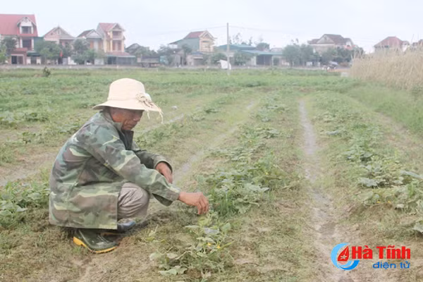 dua hau chet hang loat nong dan thach luu dung ngoi khong yen