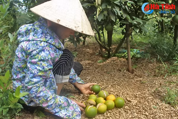 dien tich trong cam phat trien nong bai 2 tiem an nhieu rui ro nguy co vo tran