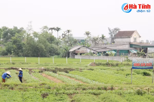 ngac nhien voi lang rau toa huong o ha tinh