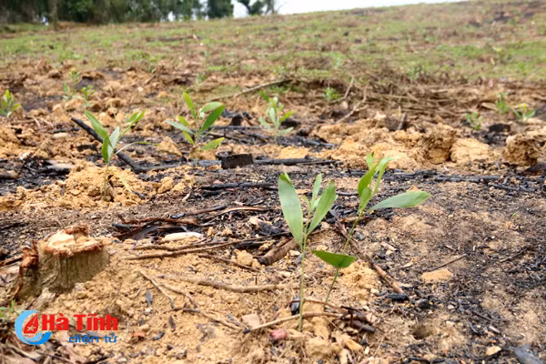 hoi sinh 7 000 ha keo tram vung thuong ky anh