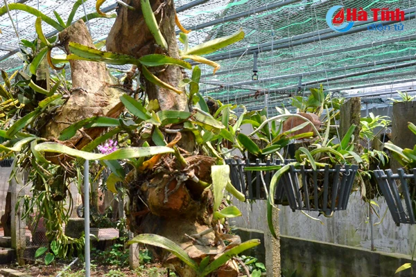 ban tay thay giao ti man danh thuc nhung mam lan