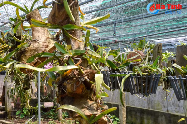 ban tay thay giao ti man danh thuc nhung mam lan