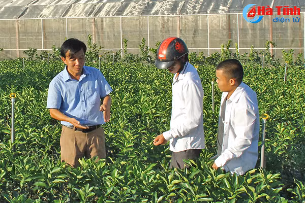 dien tich trong cam phat trien nong bai 2 tiem an nhieu rui ro nguy co vo tran