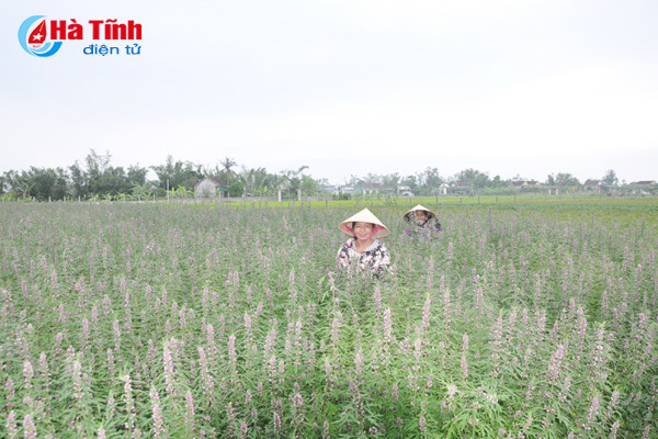duoc mua duoc lieu nong dan cam phuc mung nhu bat duoc vang