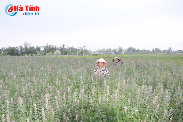 duoc mua duoc lieu nong dan cam phuc mung nhu bat duoc vang