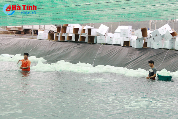 htx nuoi trong thuy san xuan thanh tha 15 trieu con tom giong