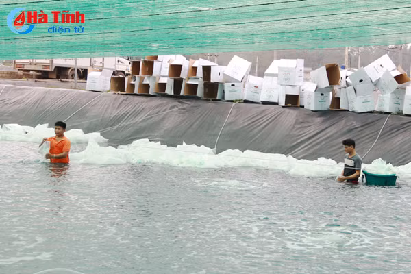 htx nuoi trong thuy san xuan thanh tha 15 trieu con tom giong