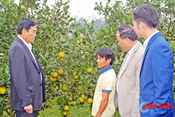 khu vuon mau mien son cuoc ha tinh thu nhap hon 250 trieu dong nam