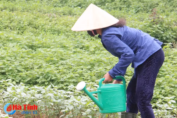 ngac nhien voi lang rau toa huong o ha tinh