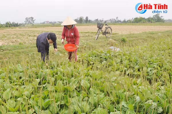 duoc mua duoc lieu nong dan cam phuc mung nhu bat duoc vang