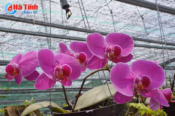 ban tay thay giao ti man danh thuc nhung mam lan