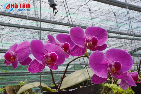 ban tay thay giao ti man danh thuc nhung mam lan