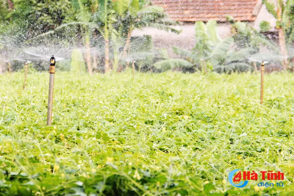 nhung vuon muop dang hai bac cua nong dan cam xuyen