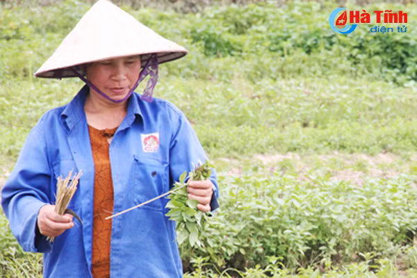 ngac nhien voi lang rau toa huong o ha tinh