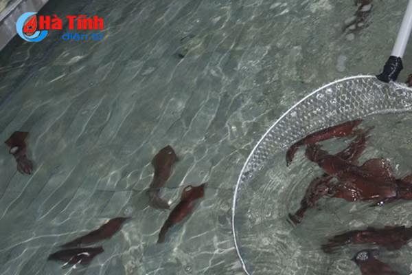 photo thien cam soi dong sau le khai truong du lich bien