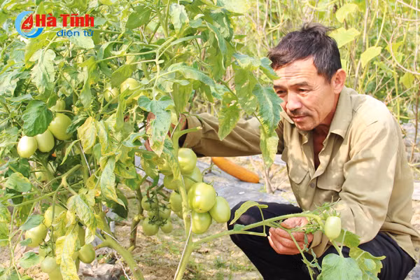 nhung vuon muop dang hai bac cua nong dan cam xuyen