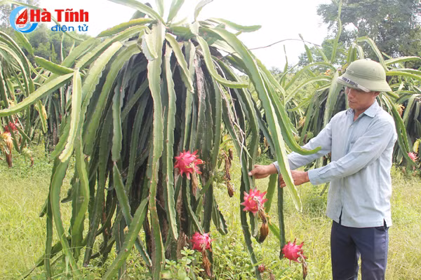 giay khai sinh cho nong san thach ha