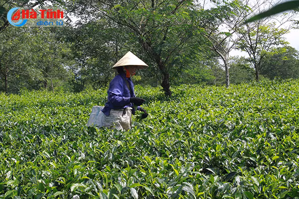 dam say nhung khu dan cu ntm kieu mau mien nui ha tinh