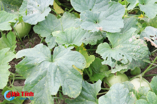 ve thinh loc thuong thuc dua le