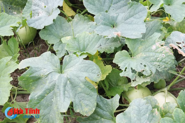 ve thinh loc thuong thuc dua le