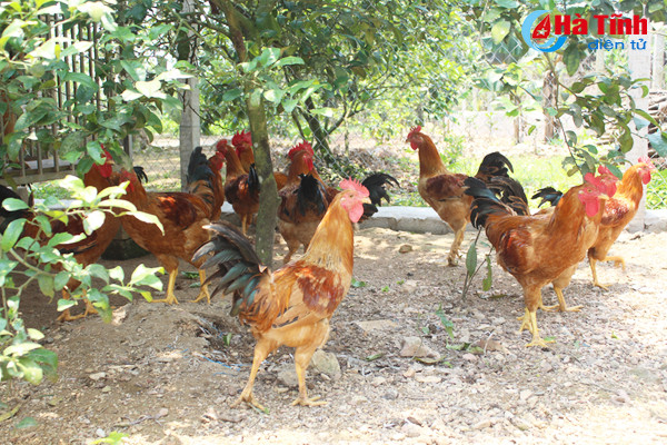 kham pha khu vuon mau dat giai a cua can bo tu phap thach tan