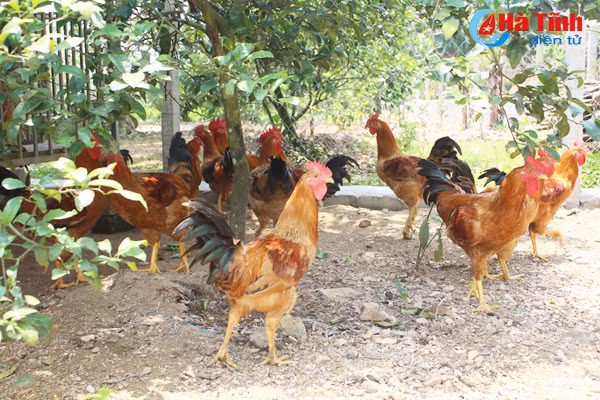 kham pha khu vuon mau dat giai a cua can bo tu phap thach tan