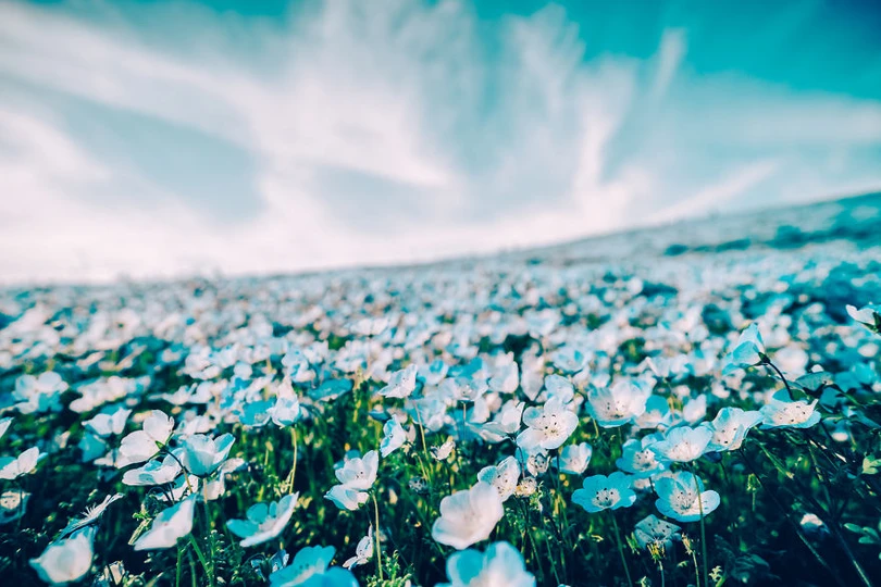 bien hoa mau thien thanh tuyet dep trong cong vien o nhat ban